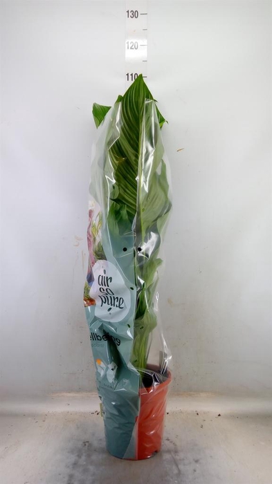 <h4>Spathiphyllum 'Sweet Lauretta'</h4>