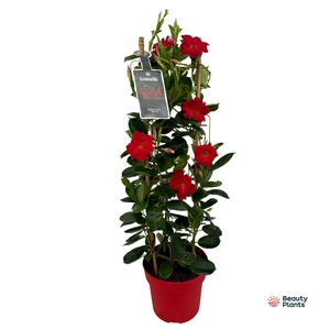 Mandevilla Sundaville Classic Red in toren (Dipladenia)