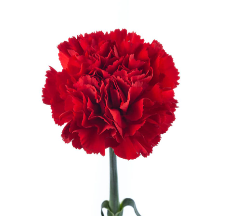 <h4>DI ST RED MAGIC</h4>