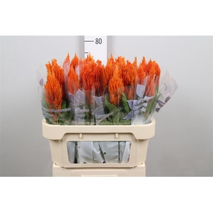 Cel P Sunday Orange