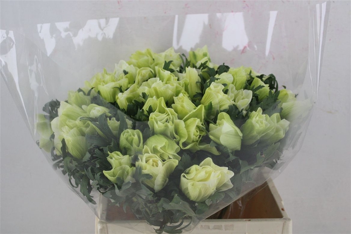 <h4>Anem Mistral Super White</h4>