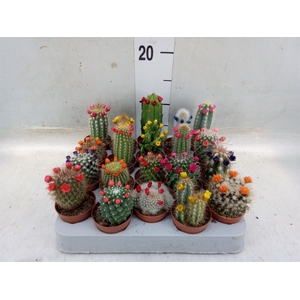 Cactus   ...decorated