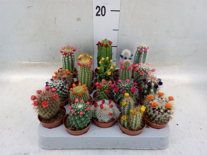 <h4>Cactus   ...decorated</h4>