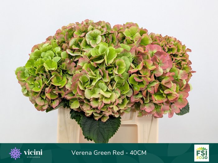 <h4>Hydr Verena Green Red 40 cm Vicini</h4>
