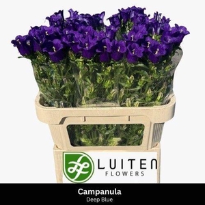 Campanula M Champion Blue