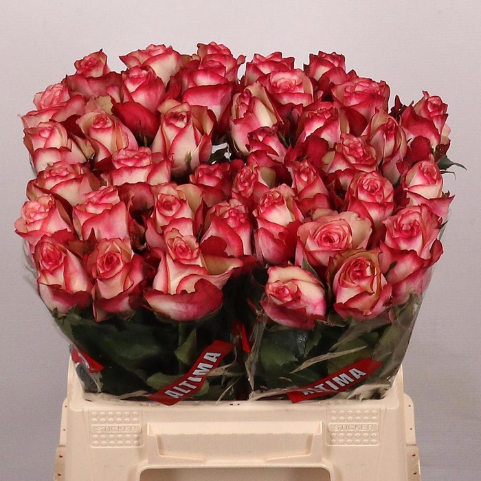 <h4>Rosa large paloma</h4>