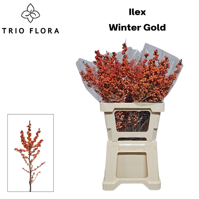 <h4>ILEX VE WINTER GOLD 996 L60</h4>