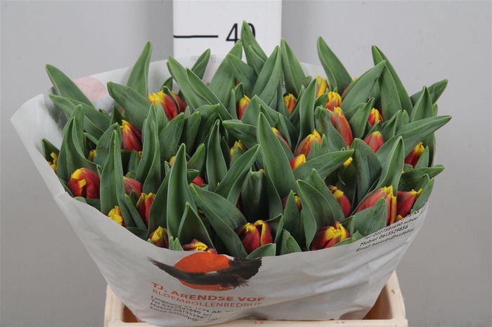 <h4>Tu Pa Rustic Parrot</h4>