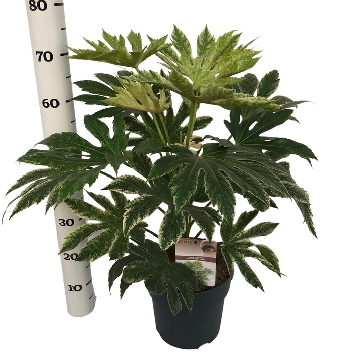 Fatsia jap. 'Spiderweb' sense C5