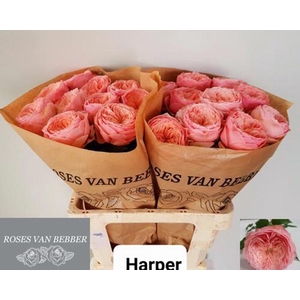 R Gr Harper Bebber