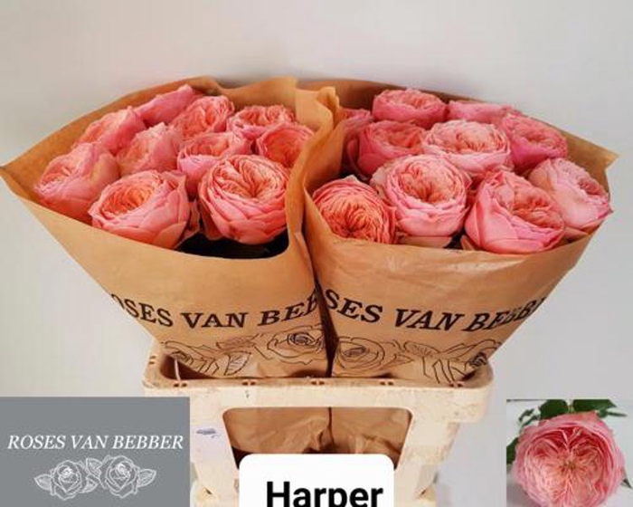 <h4>R Gr Harper Bebber</h4>