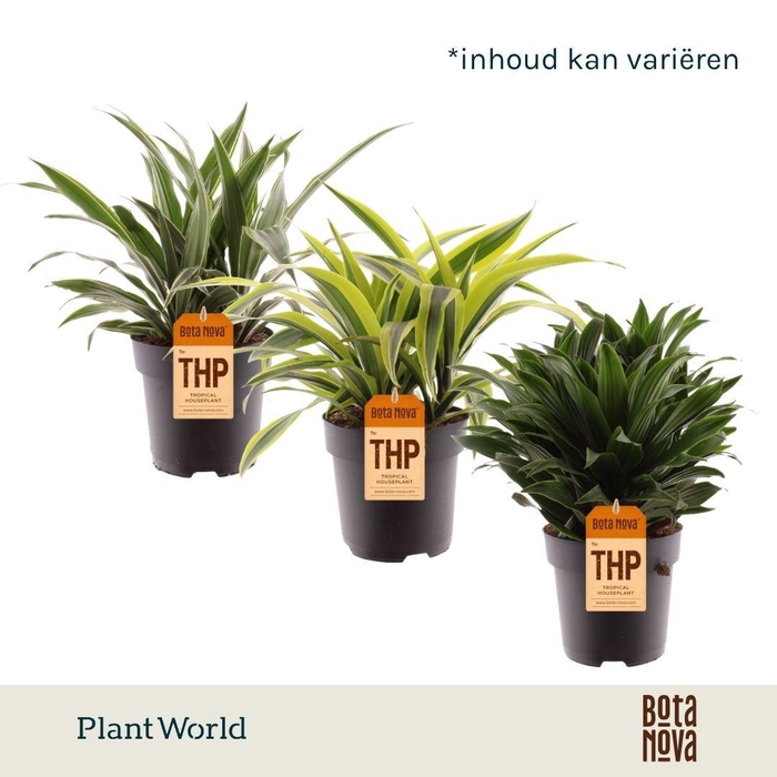<h4>Dracaena Fragrans Gemengd</h4>
