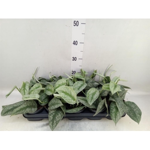 Scindapsus pictus 'Trebie'