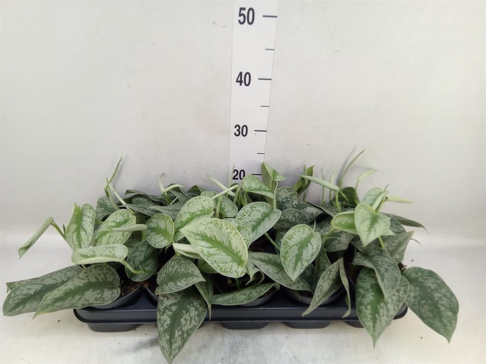 <h4>Scindapsus pictus 'Trebie'</h4>