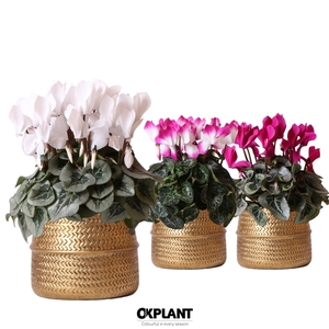 Cyclamen mix in Groove pot gold