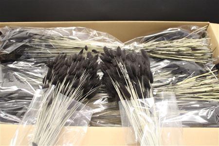 <h4>Lagurus Zwart X30</h4>