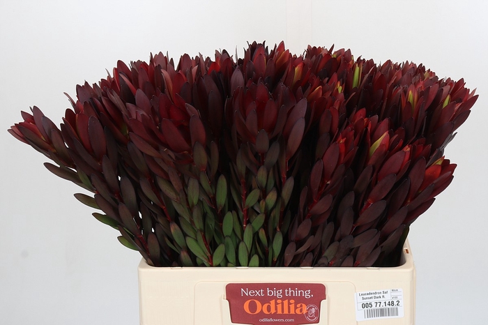 <h4>Leucadendron Saf Sunset Dark R.</h4>
