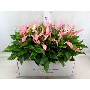 Anthurium andr. 'Lilli'