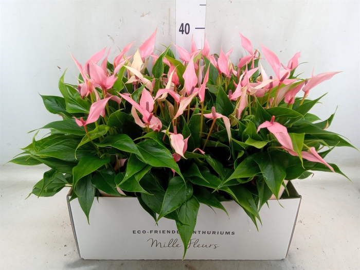 <h4>Anthurium andr. 'Lilli'</h4>