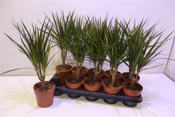 <h4>Dra Marginata</h4>