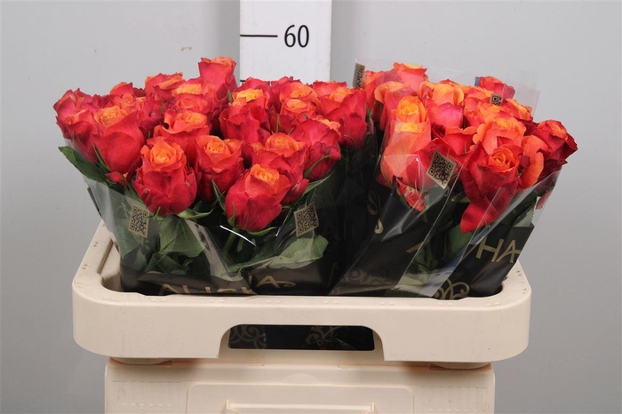 <h4>R Gr Firelight+</h4>