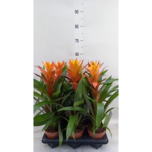 Guzmania  'Variada'