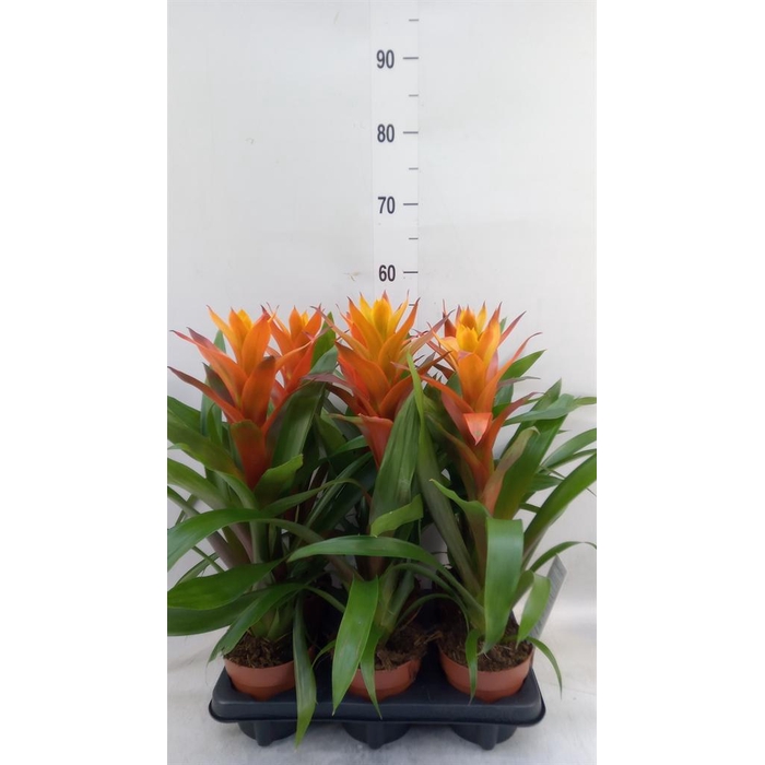 <h4>Guzmania  'Variada'</h4>