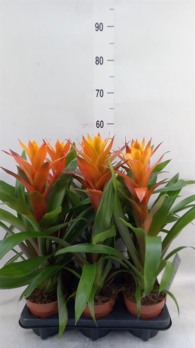 <h4>Guzmania  'Variada'</h4>
