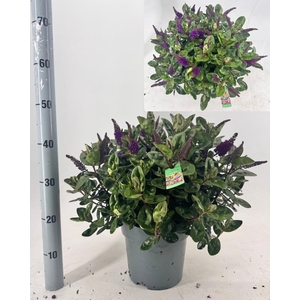 HEBE ADDE GEM IN POT