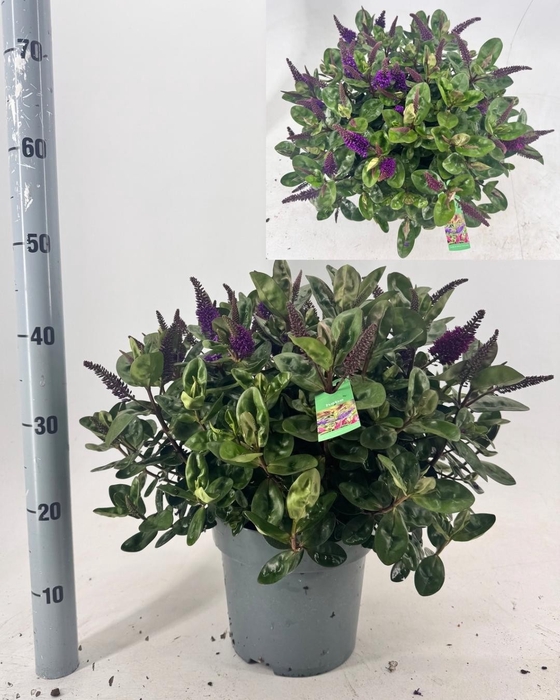 <h4>HEBE ADDE GEM IN POT</h4>