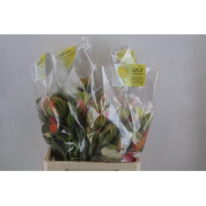 Papaver Mixed Super P Stem