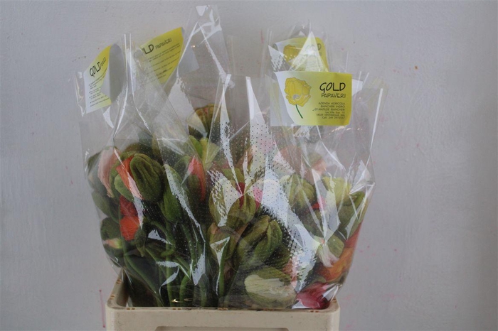 <h4>Papaver Mixed Super P Stem</h4>