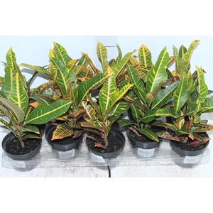 CROTON EUROPA P11