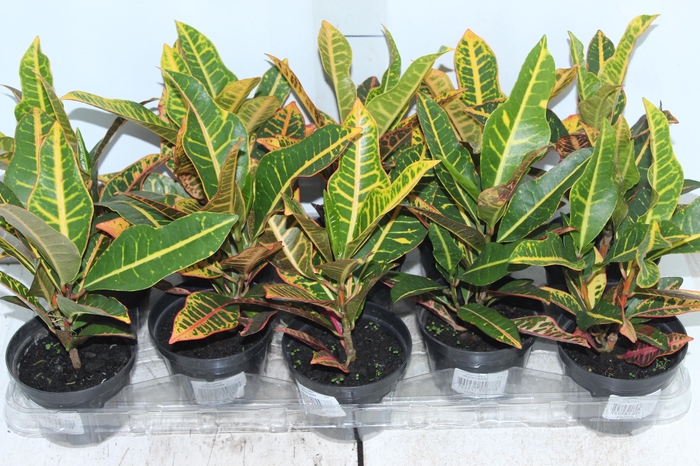 <h4>CROTON EUROPA P11</h4>