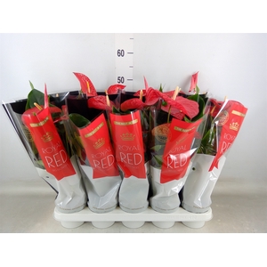 Anthurium andr. 'Querida'