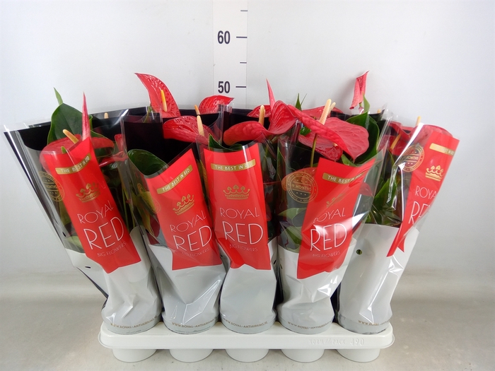 <h4>Anthurium andr. 'Querida'</h4>