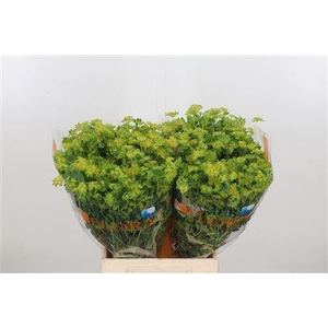 Bupleurum Griffithii