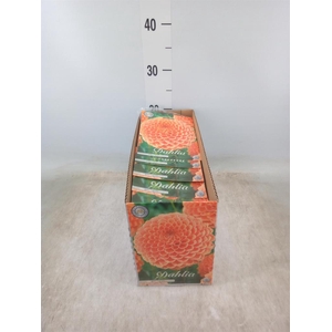 Dahlia   ...flowerbulbs