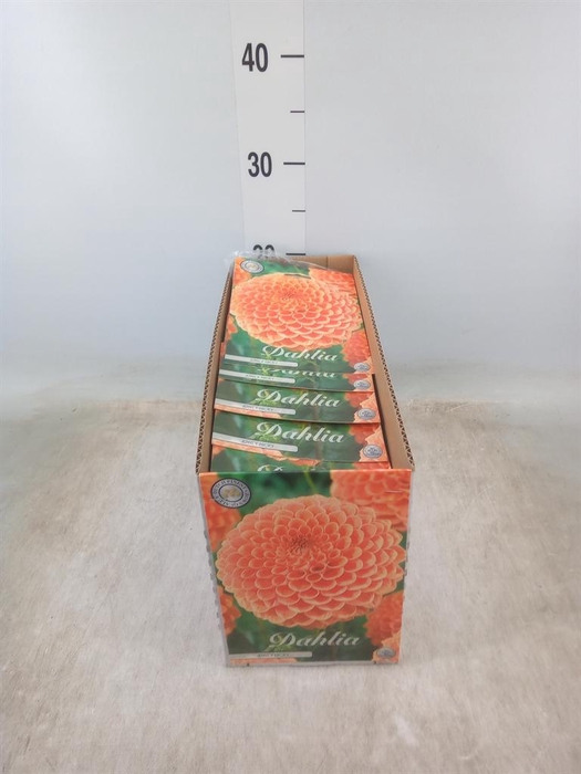 <h4>Dahlia   ...flowerbulbs</h4>