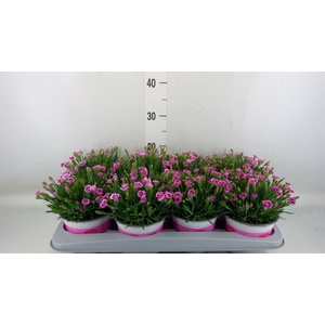 Dianthus  'Pink Kisses'