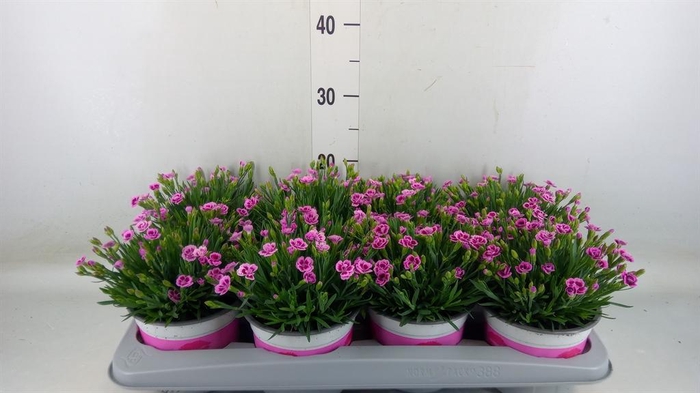 <h4>Dianthus  'Pink Kisses'</h4>