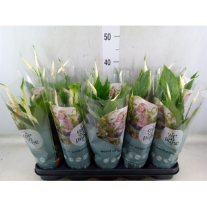 Spathiphyllum  'Torelli'
