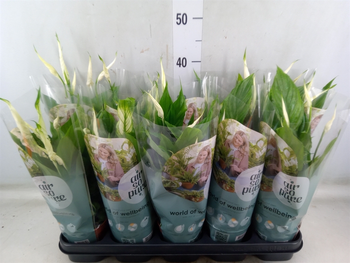 <h4>Spathiphyllum  'Torelli'</h4>