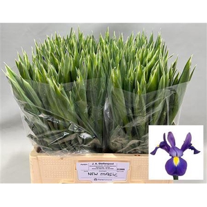 Iris Blue Magic