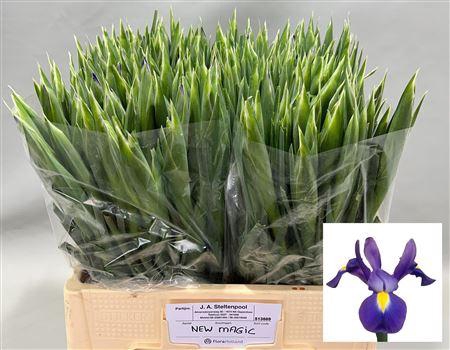<h4>Iris Blue Magic</h4>