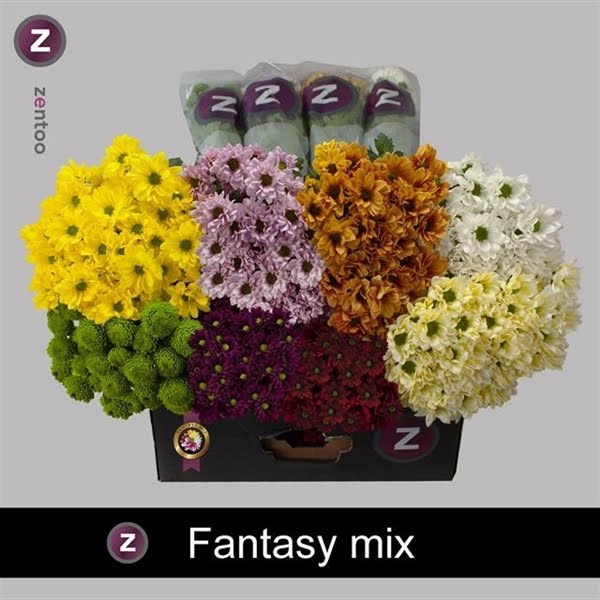 <h4>Chr T Mix Fantasy Zentoo</h4>