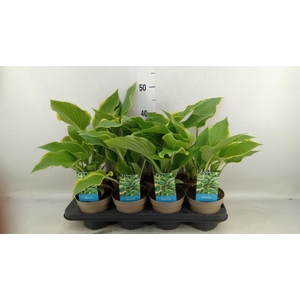 Hosta  'Royal Standard'