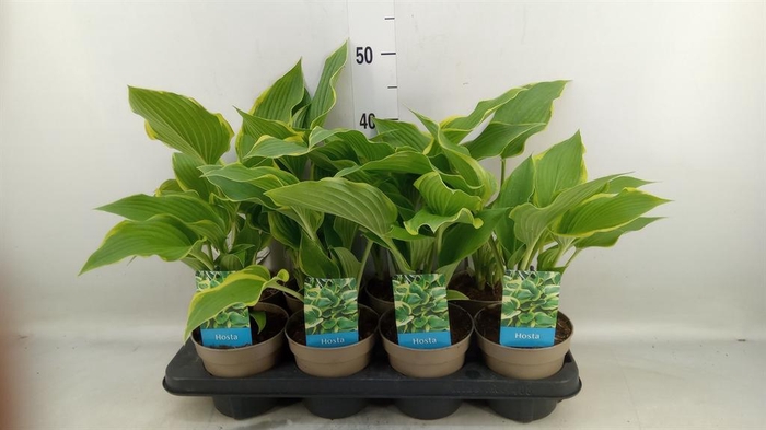 <h4>Hosta  'Royal Standard'</h4>