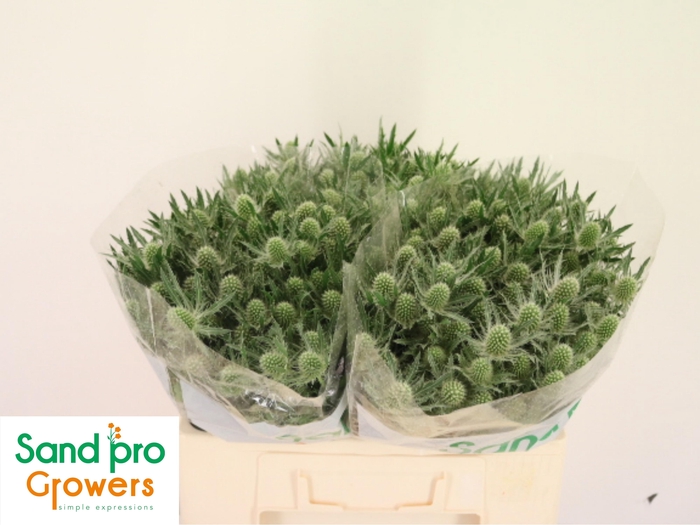 ERYN MAG WHIT LAGOON