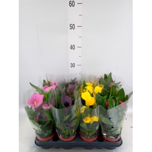 Zantedeschia   ...mix